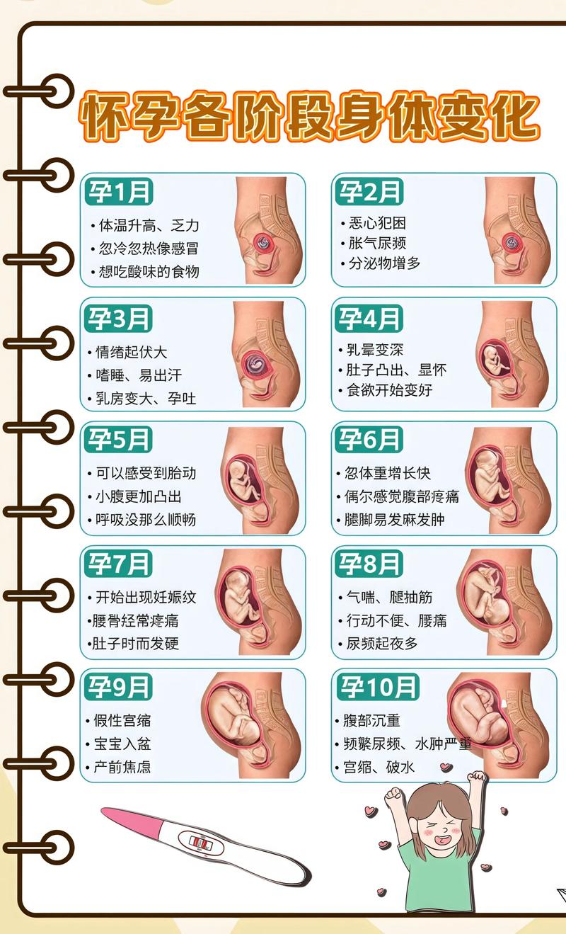 揭秘供卵代孕妈妈怀孕小腹分两节，孕期变化的奥秘龙潭代生机构: